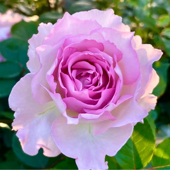 ππ€ππ΄ππ€ππ΄ππ€ππ΄ππ€ππ΄ - Picture 12 of 13